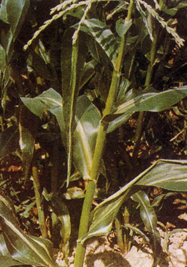 玉米细菌性萎蔫病  Pseudomonas syringae pv. syringae 