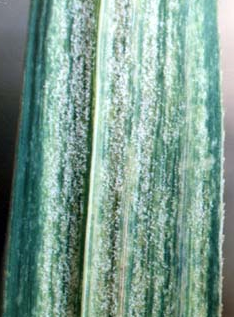 玉米霜霉病菌  Peronosclerospora maydis