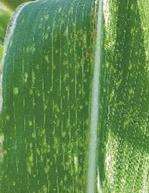 玉米褪绿斑驳病毒  Maize chlorotic mottle virus