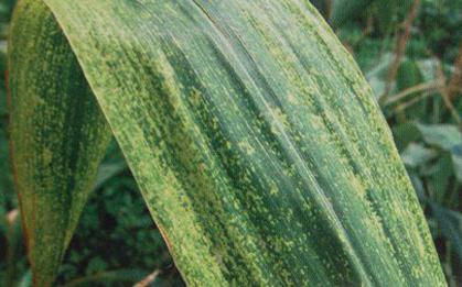 玉米褪绿矮缩病毒  Maize dwarf mosaic virus
