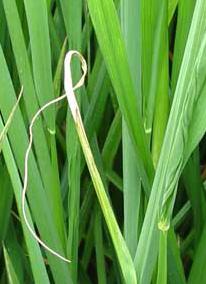 水稻干尖线虫  Aphelenchoides besseyi 