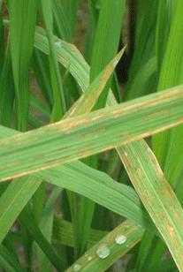 水稻细菌性褐条病  Pseudomonas fuscovaginae