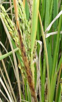 水稻叶鞘腐败病  Rhizoctonia solani