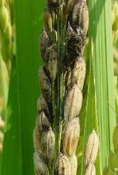 水稻稻粒黑粉病  Ustilaginoidea virens
