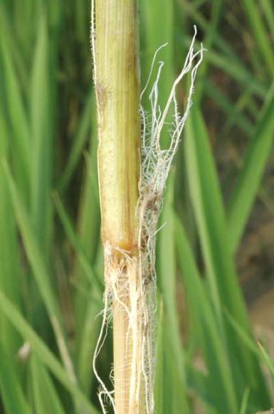 水稻恶苗病  Rhizotonia solani