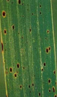 水稻胡麻叶斑病  Cercospora oryzae