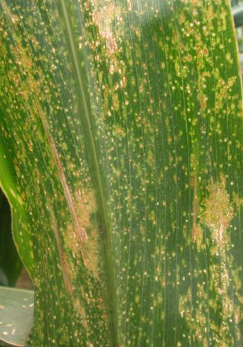 玉米弯孢叶斑病  Exserohilum turcicum