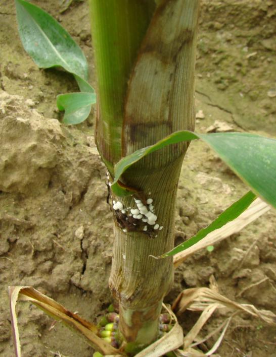 玉米纹枯病  Goss's bacterial wilt and leaf blight