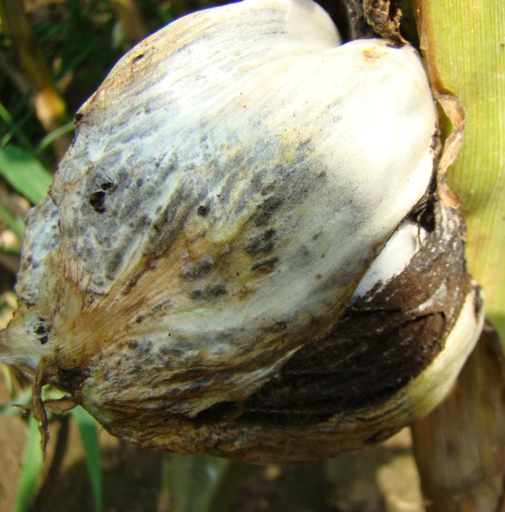 玉米瘤黑粉病  Sphacelotheca reiliana