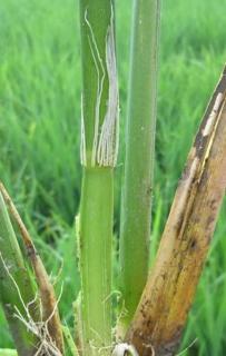 南方水稻黑条矮缩病毒  Rice black-streaked dwarf virus