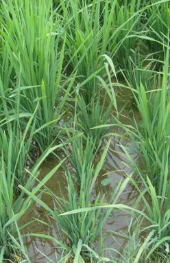 水稻矮缩病毒   Rice dwarf virus