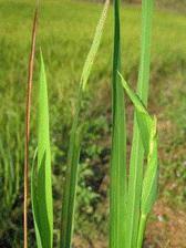 水稻齿叶矮缩病毒  Rice stripe virus