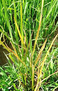 水稻草状矮化病毒  Rice grassy stunt virus