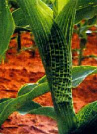 玉米鼠耳病毒  Maize dwarf mosaic virus