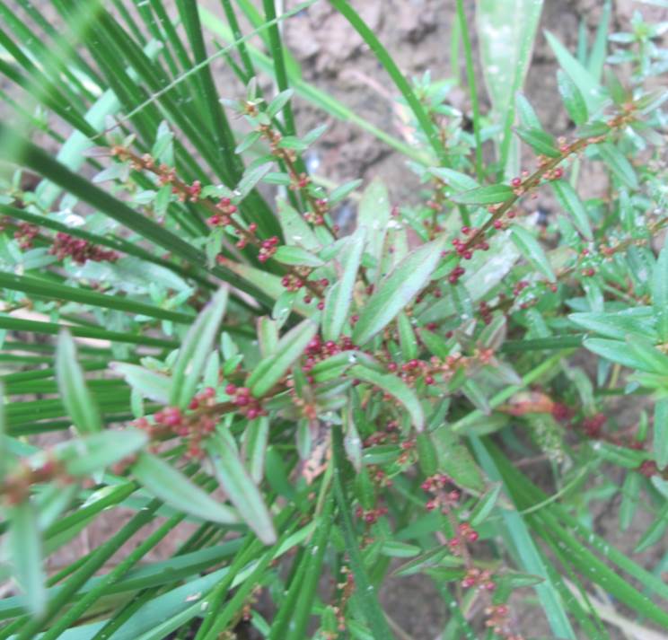 千屈菜科水苋菜