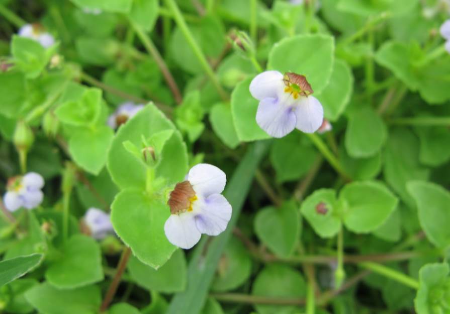 玄参科细茎母草