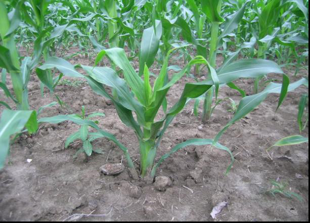 玉米粗缩病  Maize bushy stunt phytoplasma