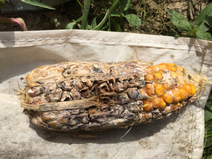玉米干腐病  Gibberella ear rot