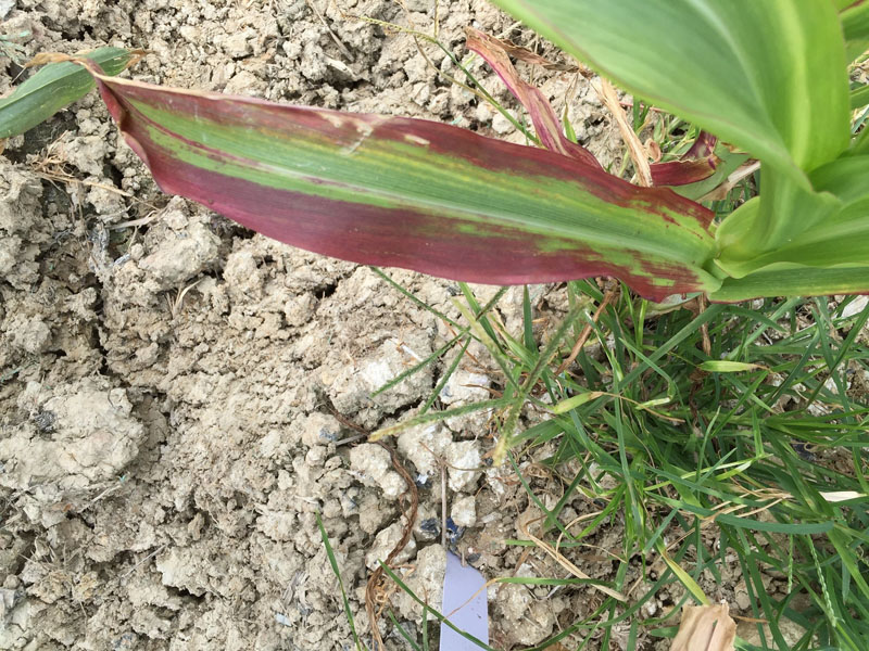 玉米红叶病  Corn red leaf spot
