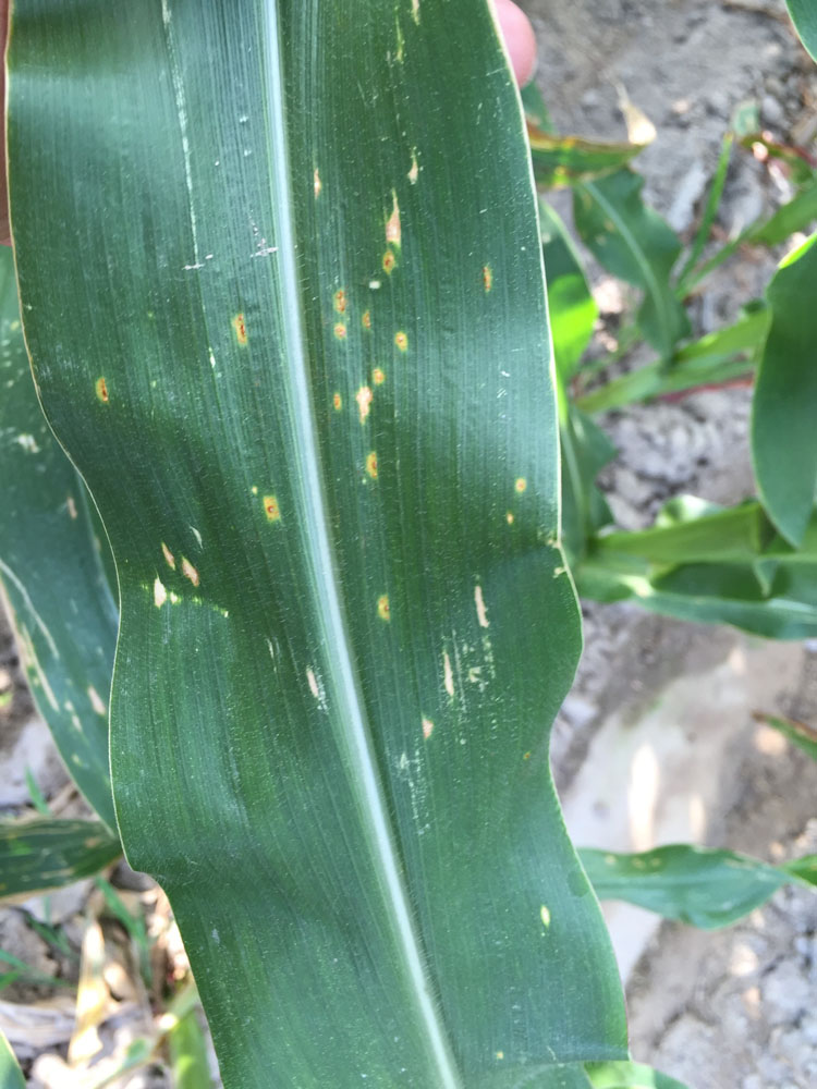 玉米灰斑病  Cercospora zeae-maydis