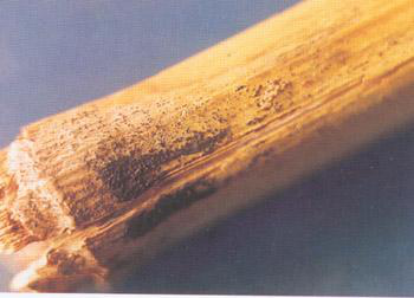 玉米全蚀病  Stenocarpella maydis