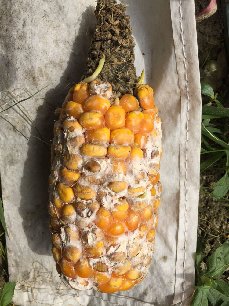 玉米穗腐病  Fusarium verticillioides