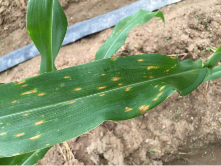 玉米小斑病  Phyllosticta zeae