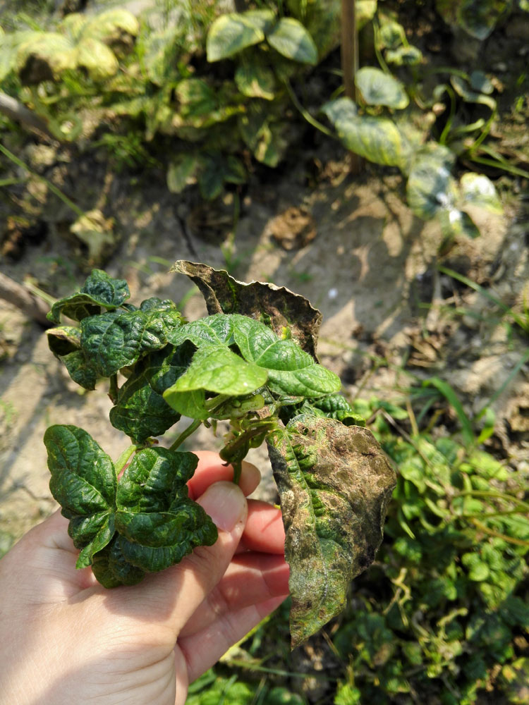 豇豆煤霉病（叶霉病）  Peronospora manshurica