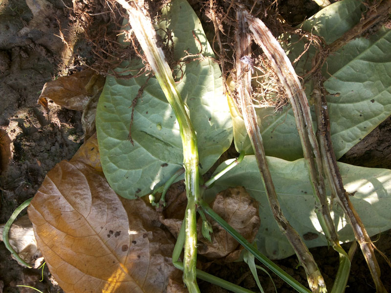 豇豆枯萎病  Fusarium oxysporum f. sp. Phaseoli