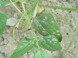 豇豆白粉病  Erysiphe polygoni