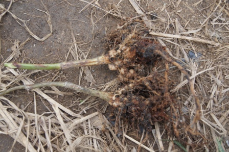 豇豆根结线虫病  Meloidogyne spp