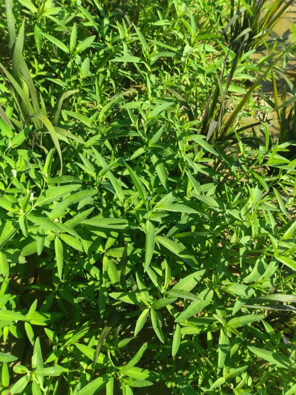 尖瓣花