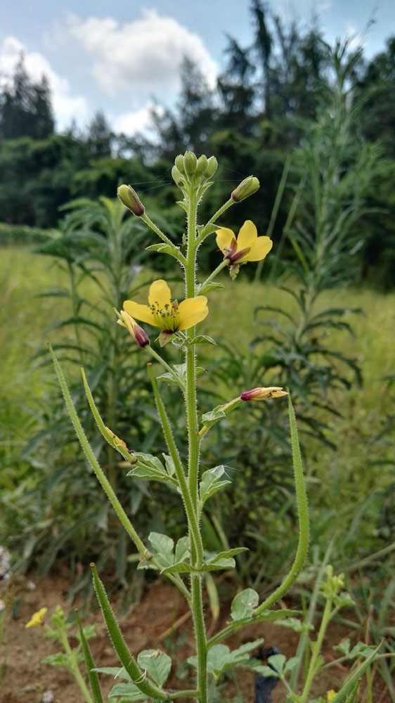 黄花草