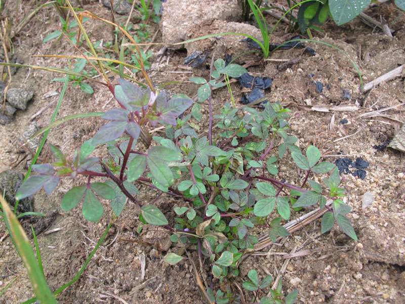 皱子白花菜