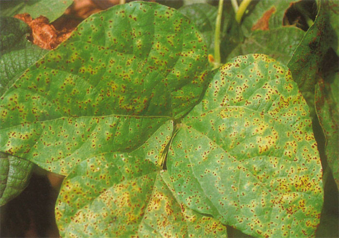 大豆锈病  Phakopsora pachyrhizi