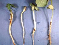 大豆立枯病  Rhizoctonia solani