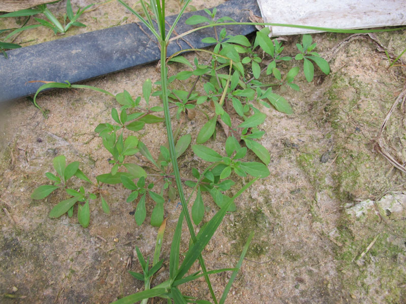粟米草