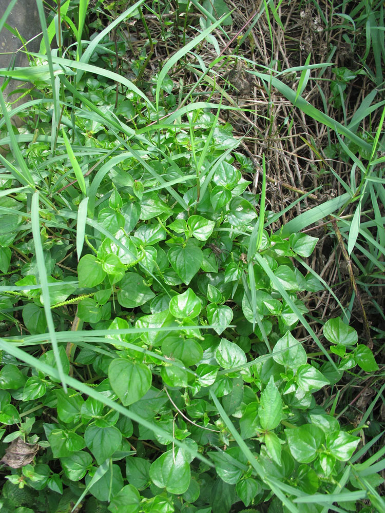 草胡椒