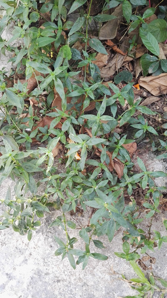 丰花草