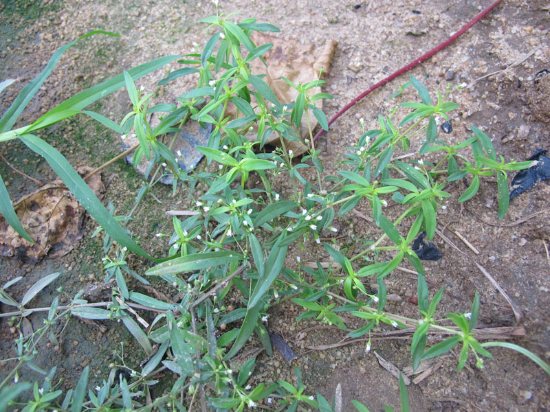 伞房花耳草