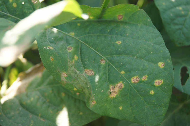  大豆棒孢霉叶斑病　Cercospora sojina