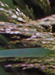 水稻细菌性谷枯病  Xanthomonas oryzae pv. Oryzae