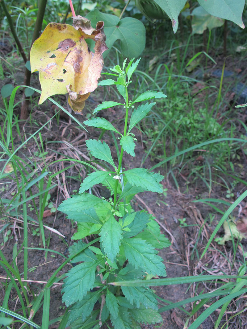 野甘草