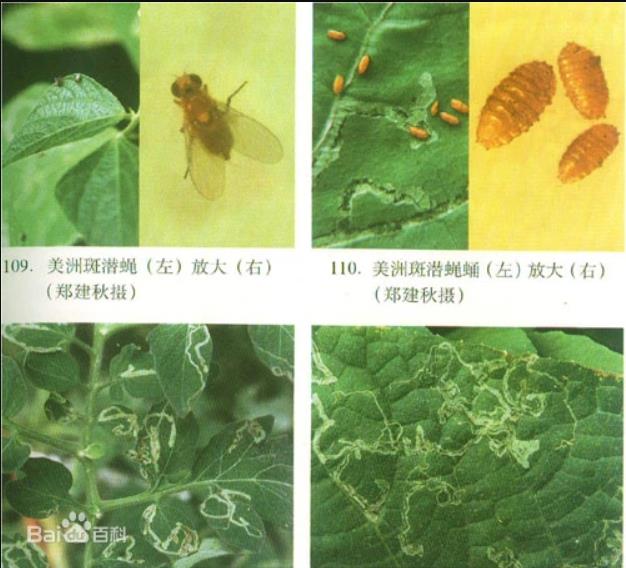 美洲斑潜蝇