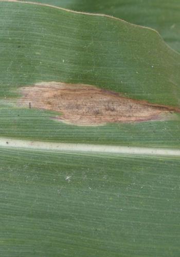 玉米大斑病  Exserohilum turcicum