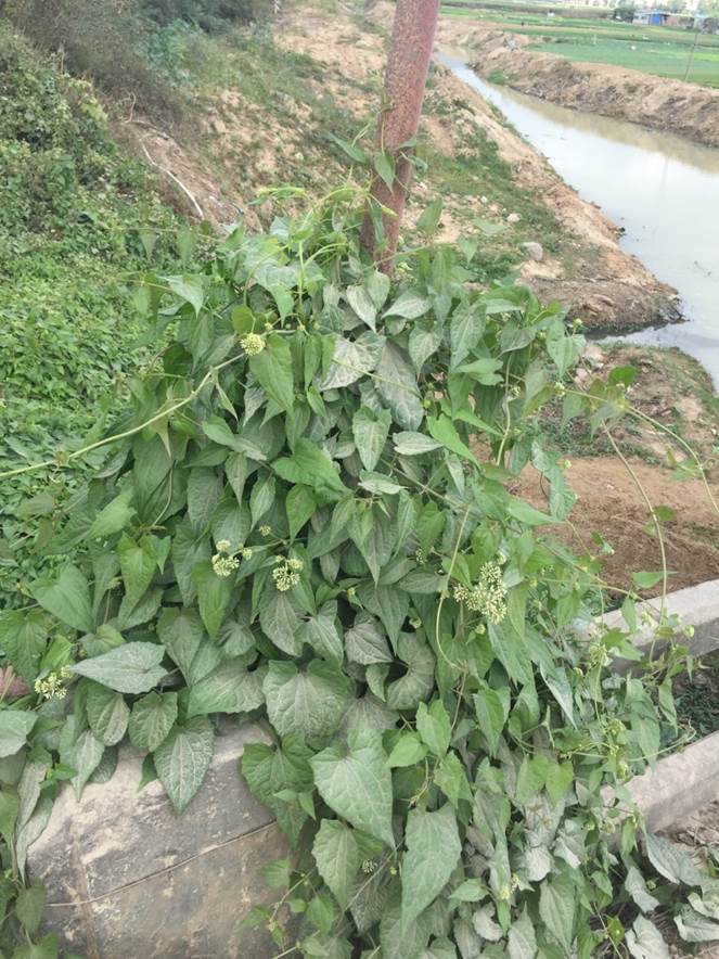 薇甘菊
