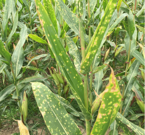 玉米圆斑病　Cercospora zeae-maydis