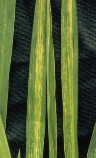 水稻条纹病毒　Rice stripe virus