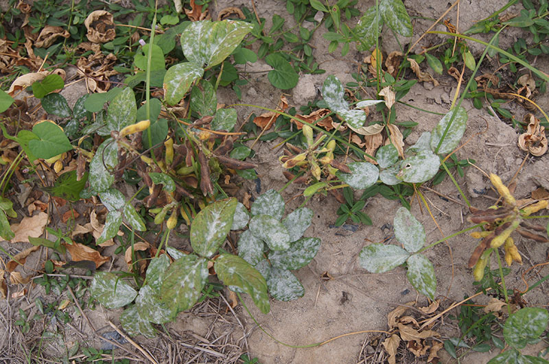  大豆白粉病　Erysiphe diffusa