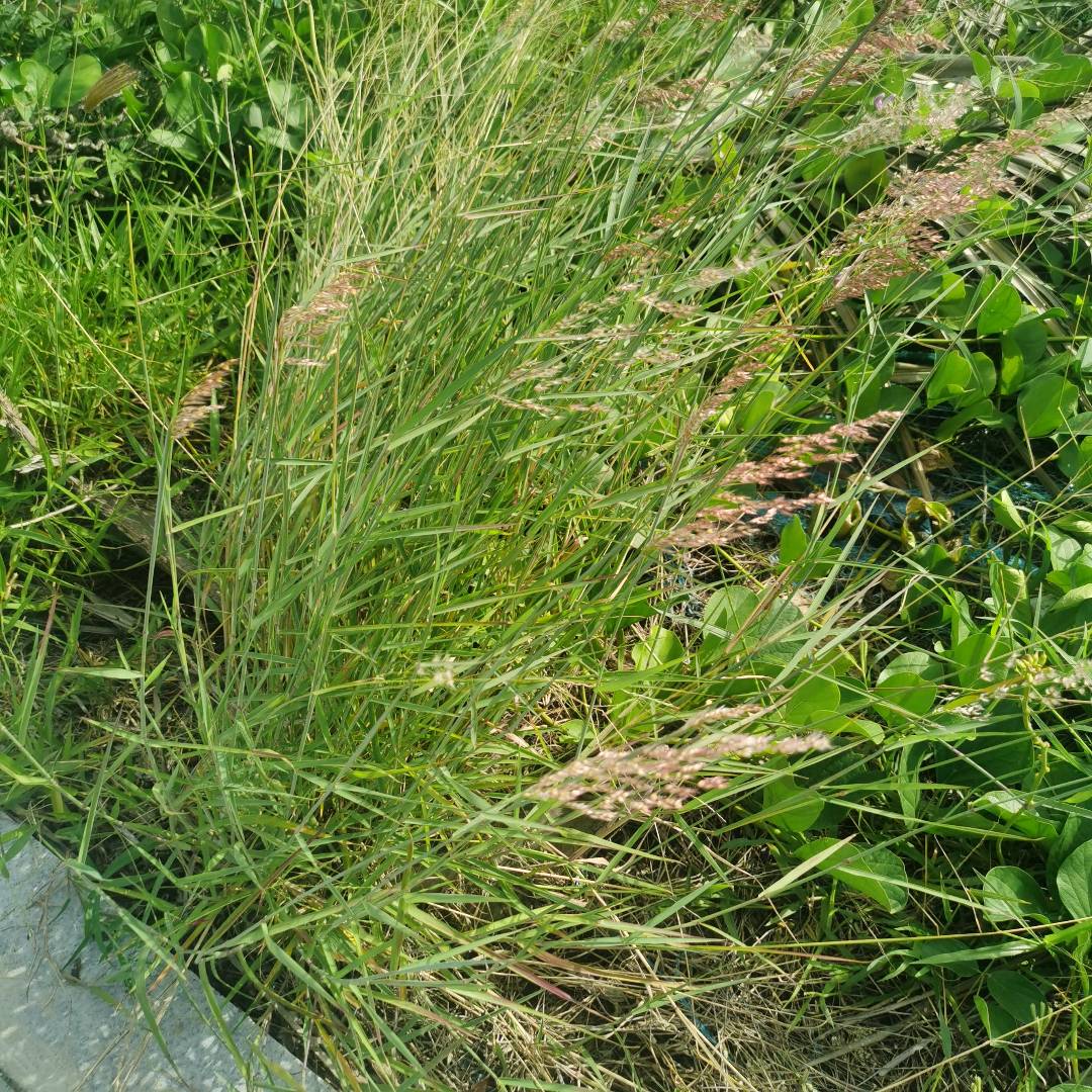 红毛草